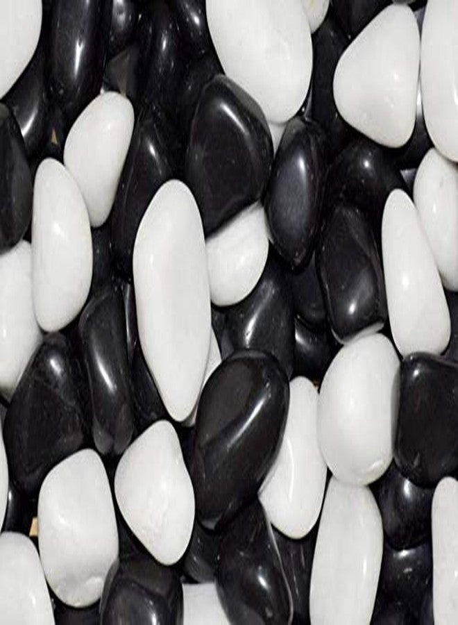 CAPPL Big Polished Black-White Pebbles (1 Kg)